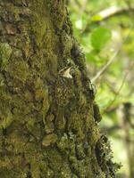 Treecreeper Blending In photo