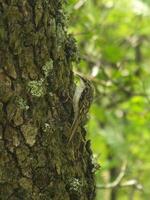 Hunting Treecreeper on a Tree photo