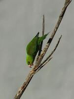 Upside Down Plain Parakeet photo