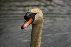 Mute Swan Portrait photo