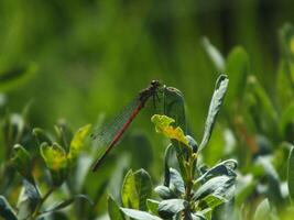 Large Red Damselfly Perching photo