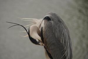 Grey Heron Preening photo