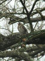 Redwing Perching in a Tree photo