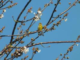 Singing Greenfinch in a Tree photo