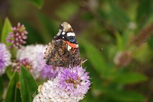 Red Admiral with Closed Wings photo