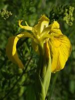 Yellow Iris in Bloom 2 photo