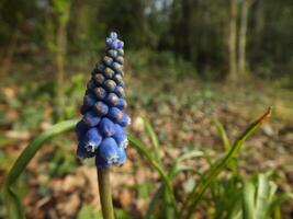 Emerging Grape Hyacinth photo