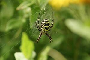 Wasp Spider on a Web photo