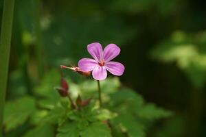 Herb Robert in Bloom photo