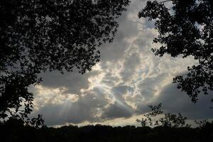 Clouds Through the Trees photo