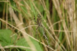Wasp Spider Underside photo