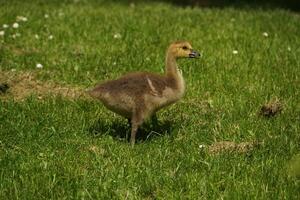 Canada Gosling Exploring photo