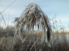 Frozen Reeds 2 photo