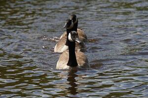 Canada Geese in a Row photo