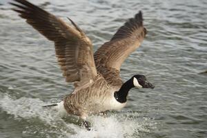 Territorial Canada Goose photo