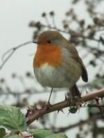Perching Robin 2 photo
