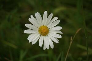 Corn Chamomile in Bloom photo