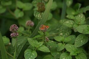 Mint Moth Feeding photo