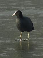 Coot on Ice photo