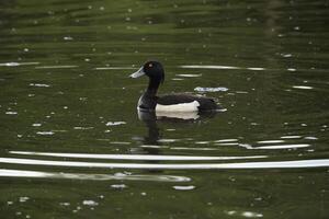 Swimming Tufted Duck 6 photo