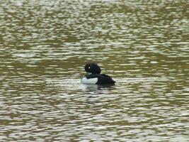 Tufted Duck Preening photo