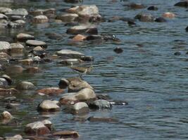 Common Sandpiper on the Rocks photo