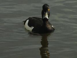 Swimming Tufted Duck 2 photo