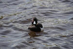 Swimming Tufted Duck 4 photo