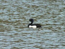 Tufted Duck Preening 2 photo