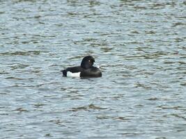 Swimming Tufted Duck photo