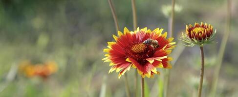 bee collect the honey from a colorful flower. Panoramic view photo