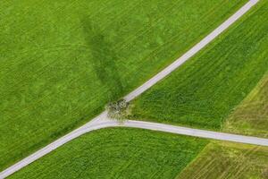 Abstract aerial view of fork road in a field and tree photo