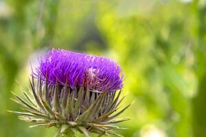 Colorful Wild growing thistle on a green blurred background. Onopordum acanthium photo