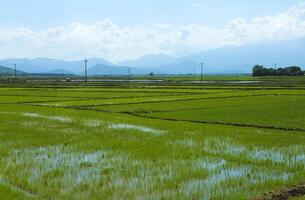 Rice field green grass blue sky cloud cloudy landscape background photo