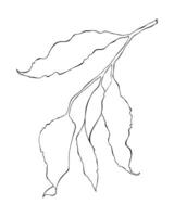 Botanical contour sketch of leaves on slender branch, isolated on white background. vector