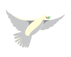 A white dove with an olive branch in its beak vector
