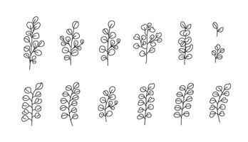 Linear branches of eucalyptus. Greenery and foliage for bouquets. Floral botanical line art. Coloring page. Black and white drawing. isolated on white. vector