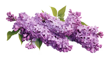 A lavender lilac with a fragrant, floral scent on a transparent background png