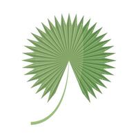 A palm leaf with a green stem and leaves vector