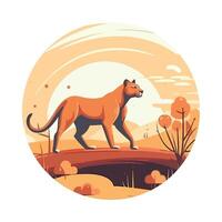 A lion walking across a field in the sunset vector
