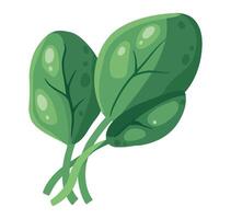 Spinach leaves illustration on white background vector