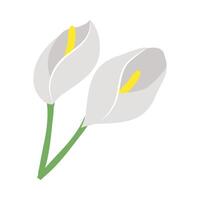 Two white flowers with yellow stamens on a white background vector