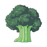 Broccoli illustration isolated on white background vector