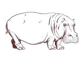 A drawing of a hippo on a white background vector