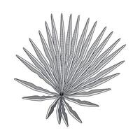 A drawing of a palm leaf vector