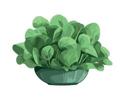 Spinach plant in a pot illustration on a white background vector