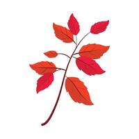 Red leaves on a branch vector