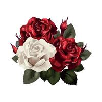 Red and white roses on a white background vector