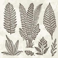 Graphic prehistoric plants fossils set. Ancient fern flora in engraving technique on vintage paper. illustration vector