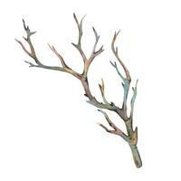 Brown dry tree branch without leaves. Watercolor illustration hand drawn in botanical style. Separate object element isolated from background. vector
